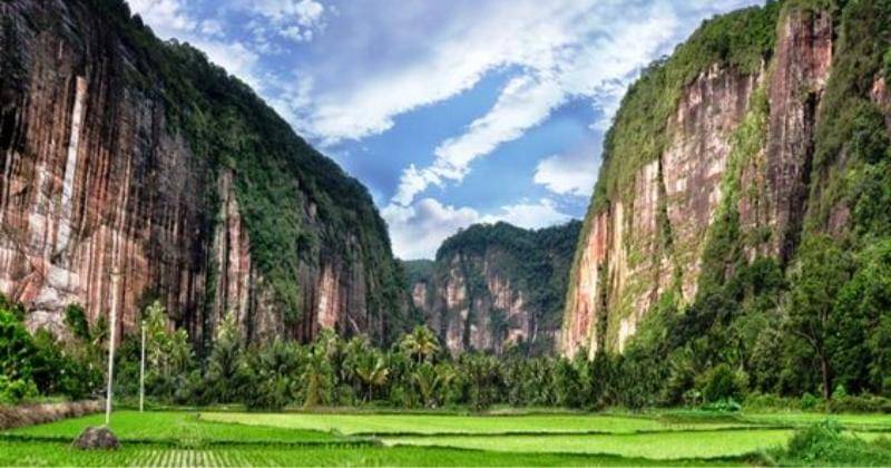 Pinterest/duck vampy