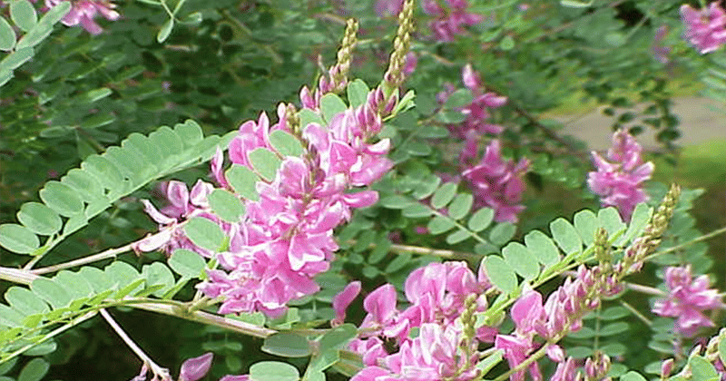 Wikimedia.com/Kurt Stuber