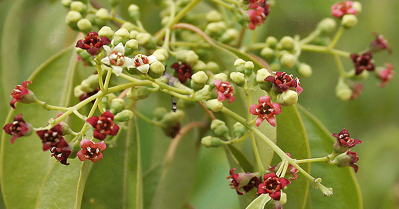 Wikimedia.com/ J.M. Garg