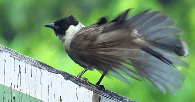 wikimedia.com/Ady Kristanto