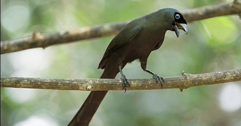 wikimedia.com/ Jason Thompson