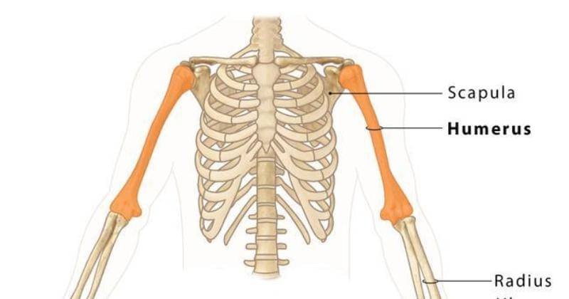 theskeletalsystem.net