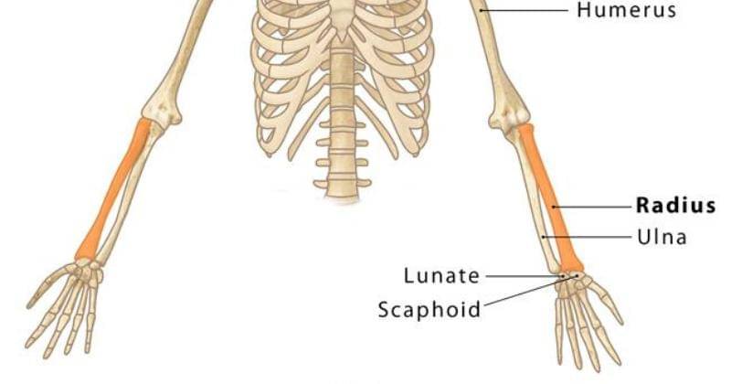 theskeletalsystem.net