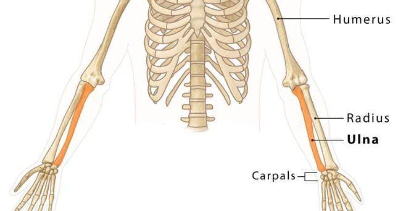 theskeletalsystem.net