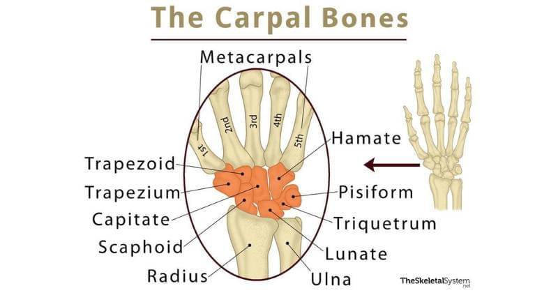 theskeletalsystem.net