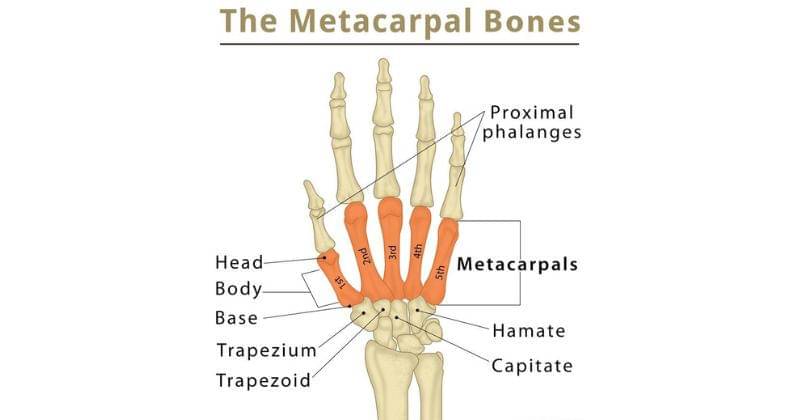 theskeletalsystem.net