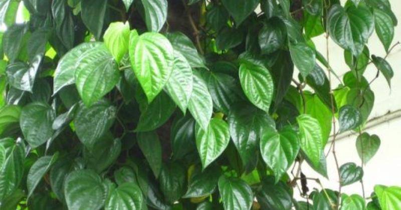 Pinterest/bibitbunga.com