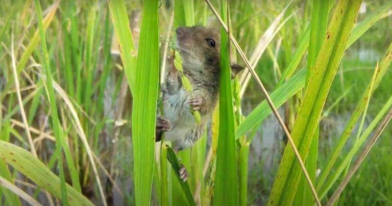 Youtube.com/ R Nurkhamdani