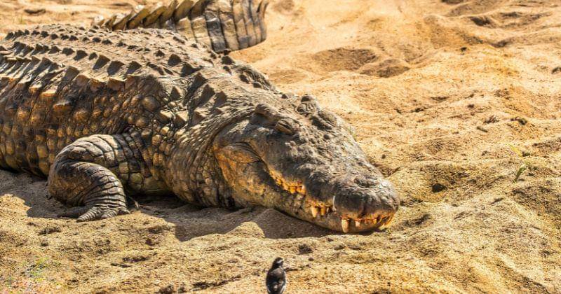 Pexels/Frans van Heerden