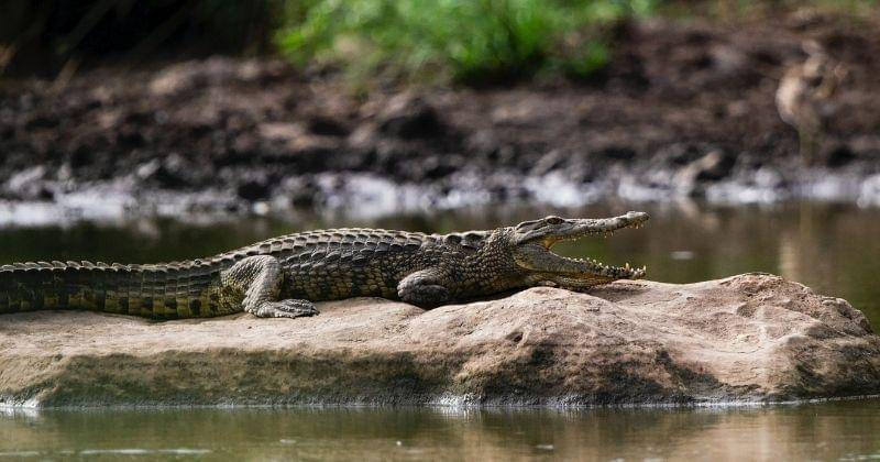 Pexels/Frans van Heerden