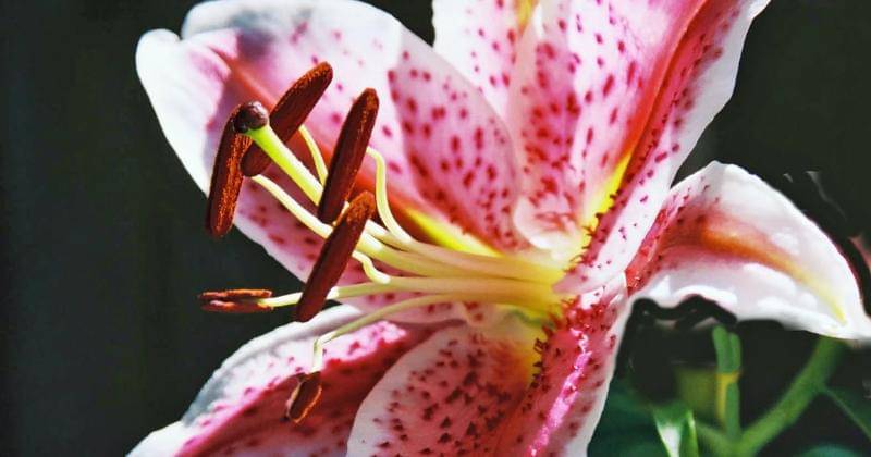 Pexels/ Cindy Gustafson