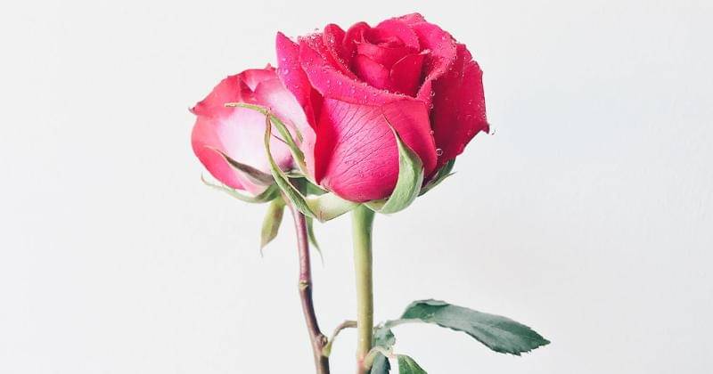 Pexels/Nubia Navarro (nubikini)