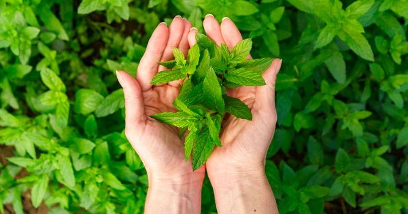 Freepik/ArthurHidden