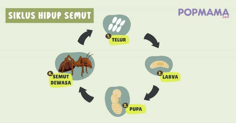 Popmama.com/Aristika Medinasari