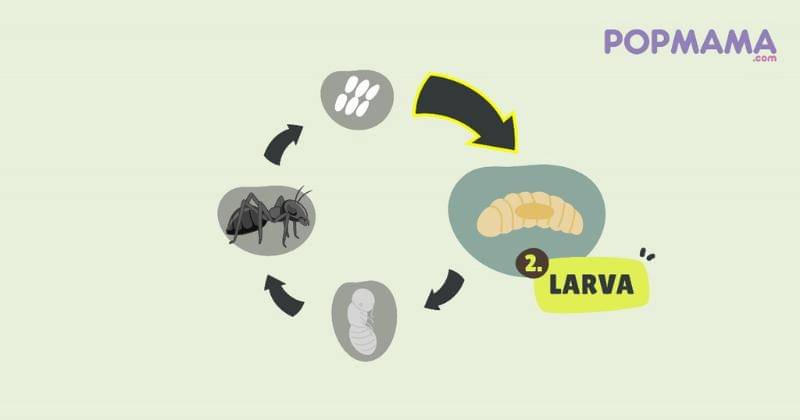 Popmama.com/Aristika Medinasari