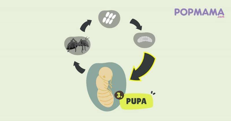Popmama.com/Aristika Medinasari