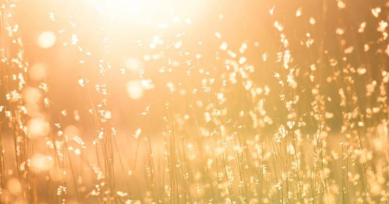 Unsplash/Kent Pilcher