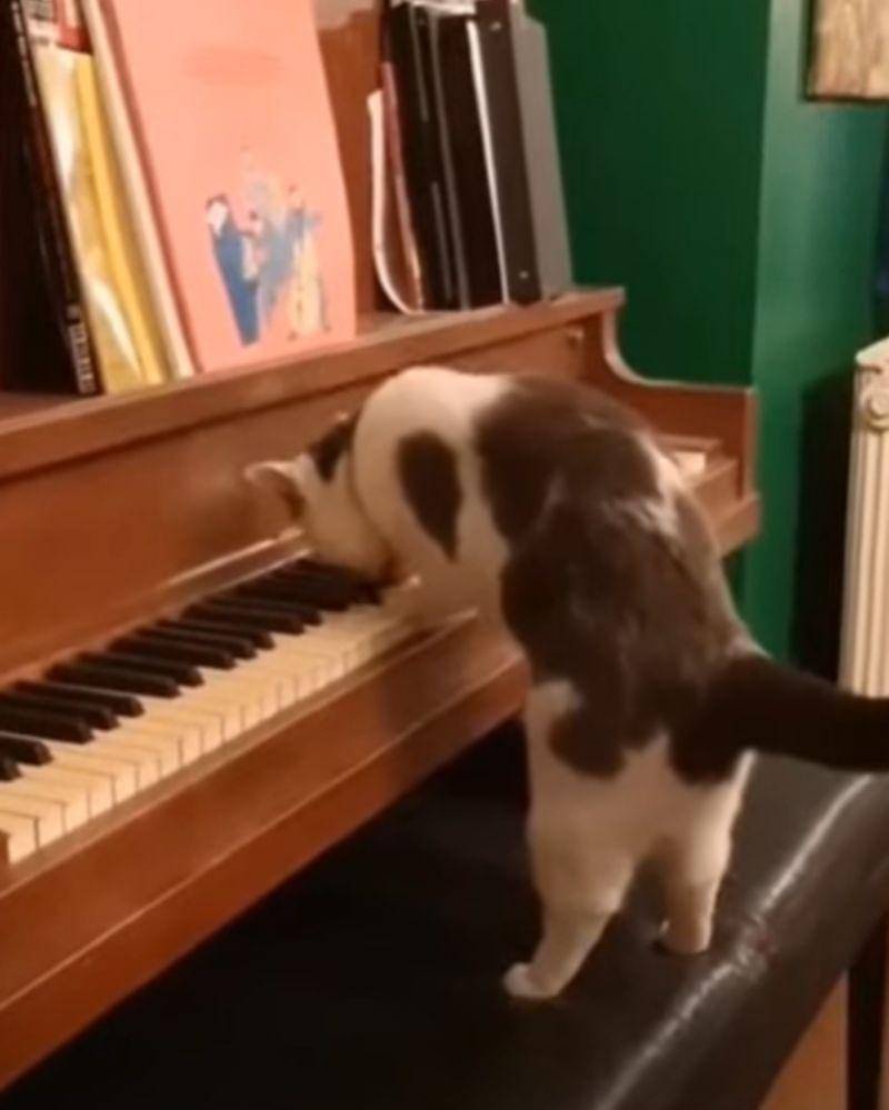 Youtube.com/KUCINGCHIKO_14