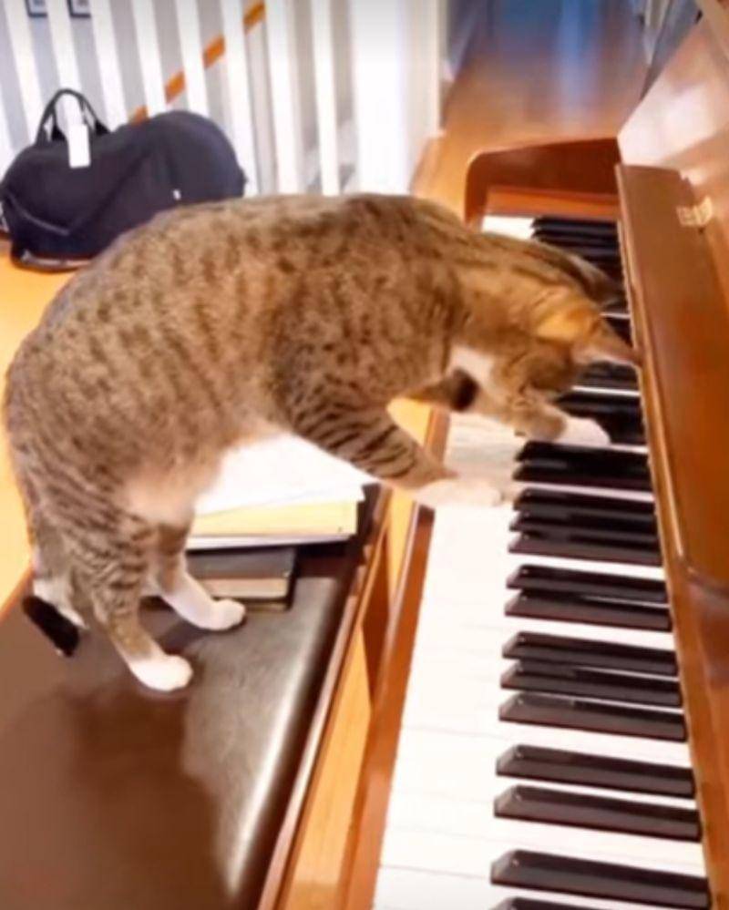 Youtube.com/ronaria99