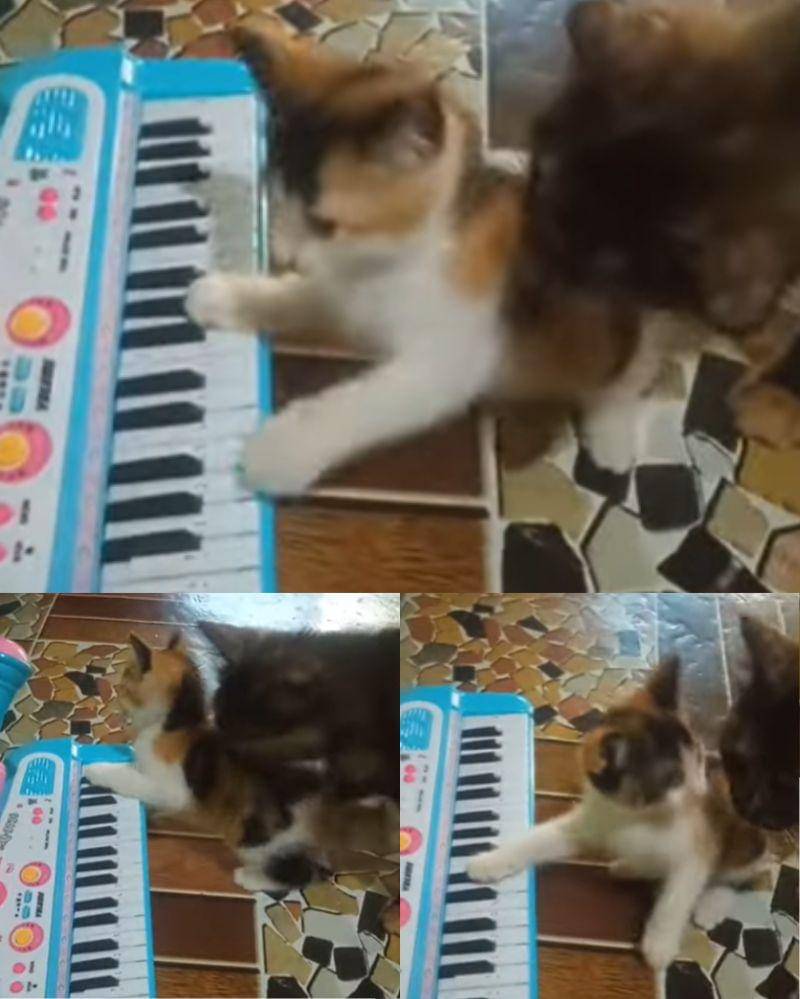 Youtube.com/myhanihumaira