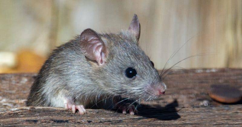 Unsplash/Joshua J. Cotten