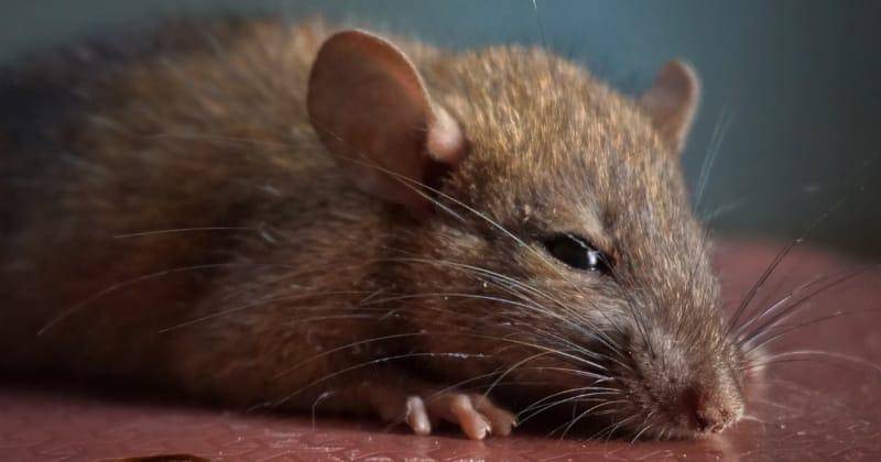 Unsplash/Ranjith Jaya