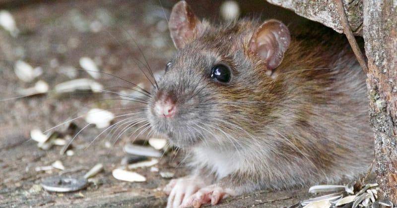 Unsplash/Svetozar Cenisev