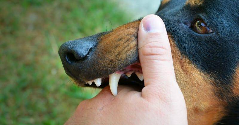 Freepik/aleksandarlittlewolf