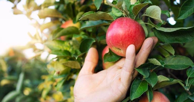 Freepik/aleksandarlittlewolf