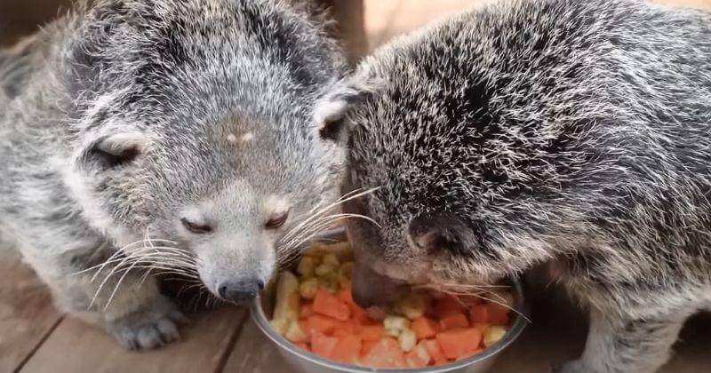 Youtube.com/Alshad Ahmad