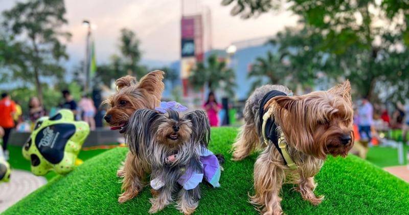 Dok. Summarecon Mall Serpong