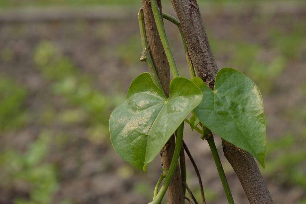 6 Rekomendasi Jamu Asam Urat