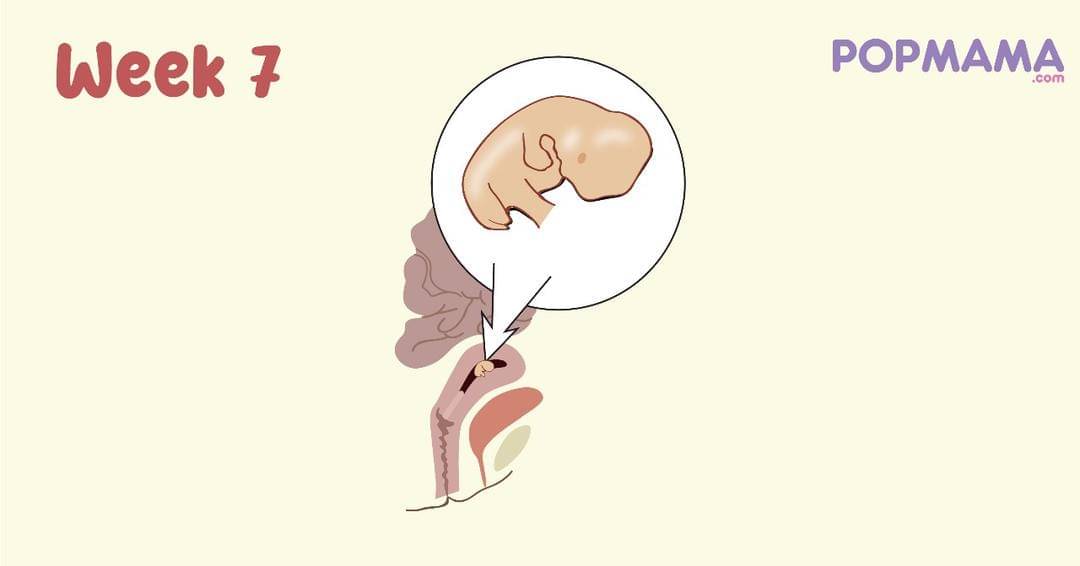 Perkembangan Janin Usia 7 Minggu