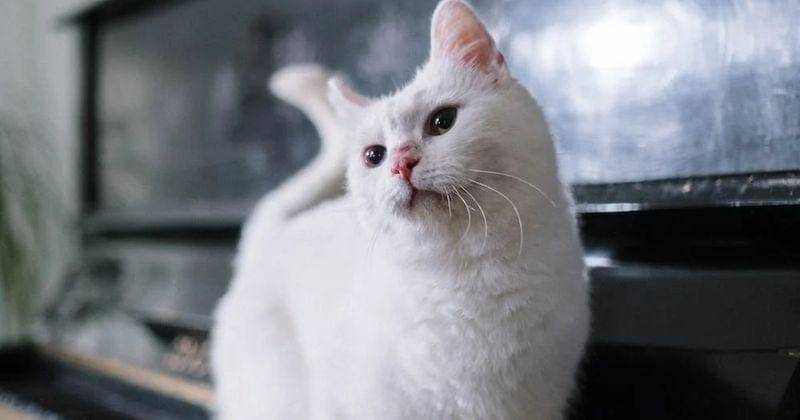 Pexels/cottonbro studio