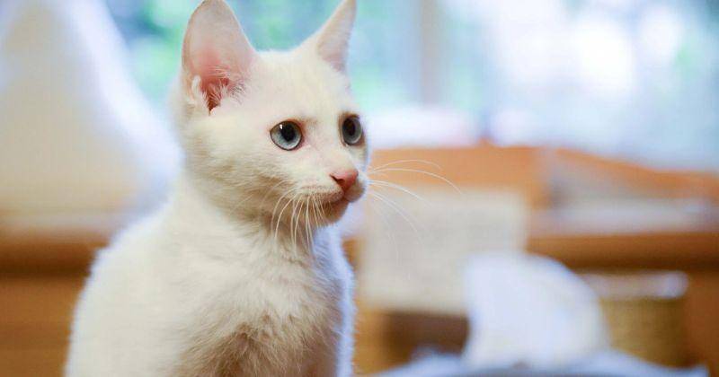 Pexels/Cats Coming Cats Coming