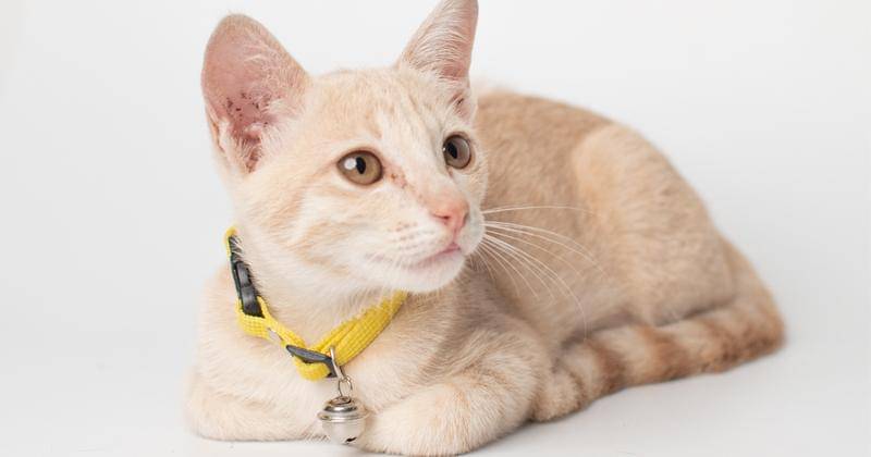 Pexels/Orsys _tography