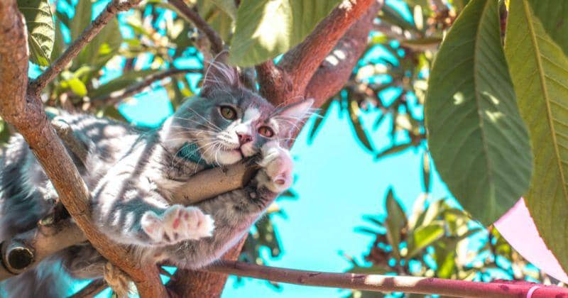 Benarkah Kucing Punya 9 Nyawa? Simak Penjelasannya! | Popmama.com