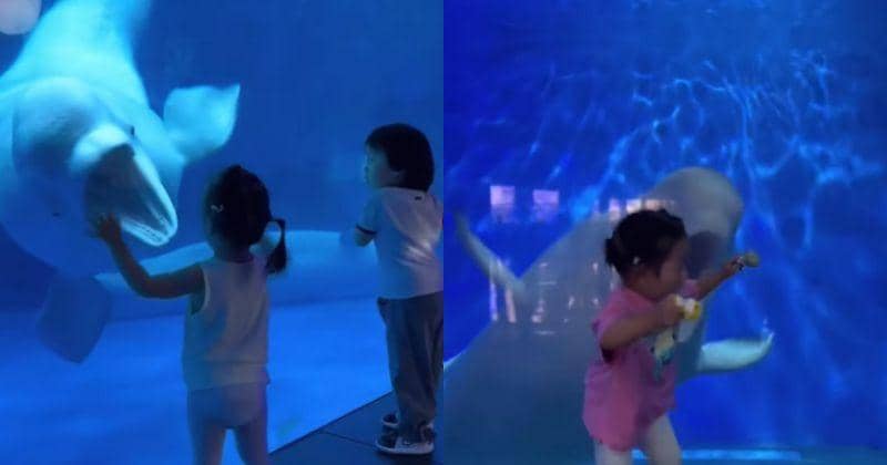 Viral Paus Beluga Suka Cilukba Anak Kecil, Ketahui Fakta Unik Lainnya