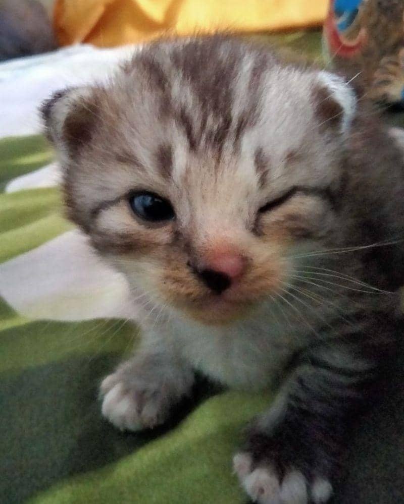 12 Foto Lucu Kucing Mengedipkan Mata, Centil Banget | Popmama.com