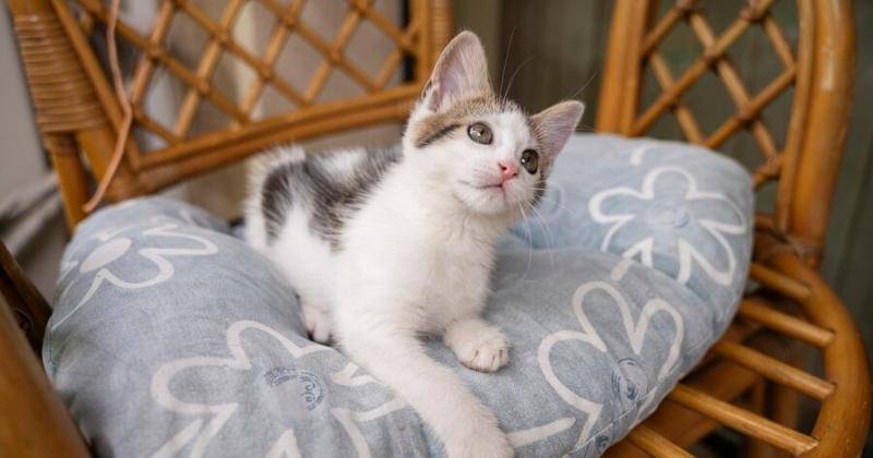 Tanda-Tanda Kucing Betina Birahi yang Tak Boleh Diabaikan