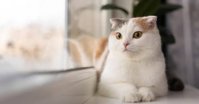 10 Tanda-Tanda Kucing Betina Birahi, Tak Boleh Diabaikan | Popmama.com