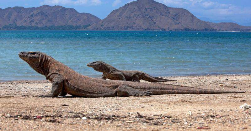 Pexels/Jeffry Surianto