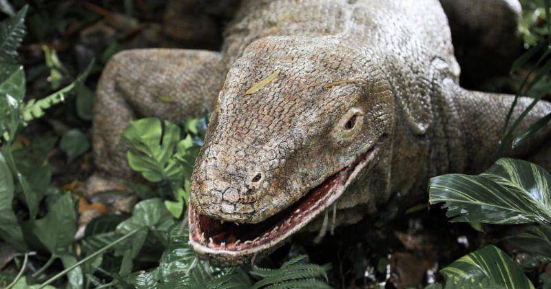 Pexels/Mehmet Turgut Kirkgoz