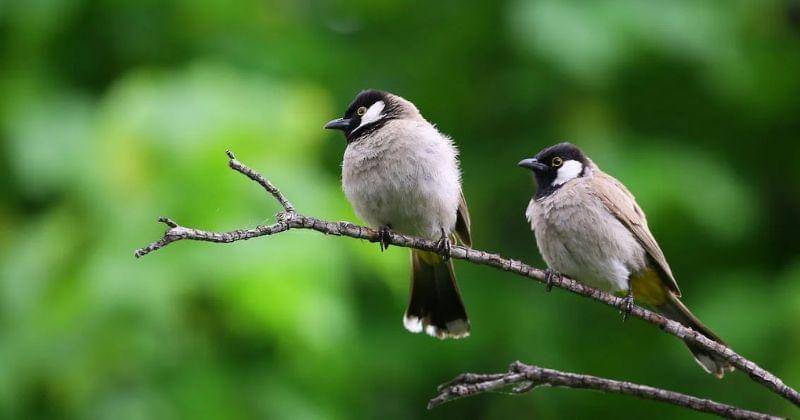 Pexels/daniyal ghanavati