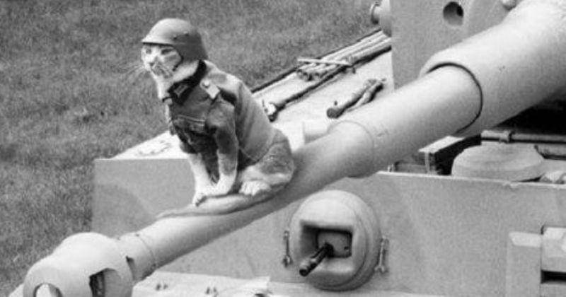 reddit.com/peacockspeacock