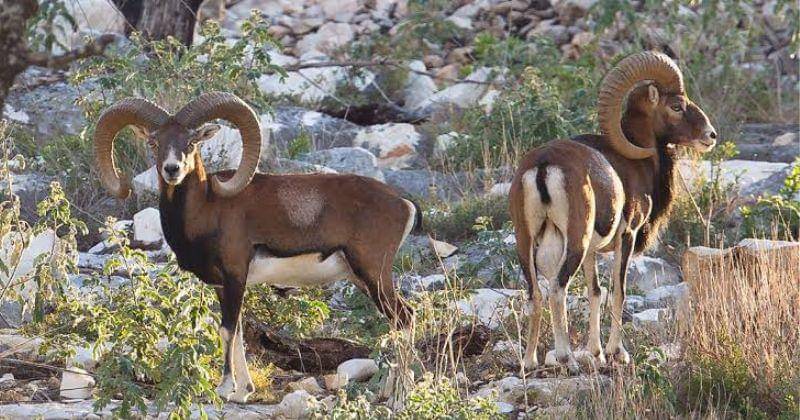 wildlifepartners.com