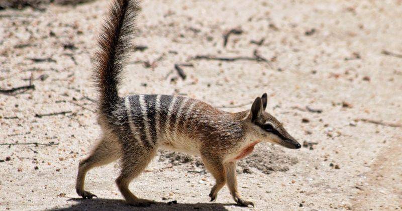 Pixabay/TerriAnneAllen