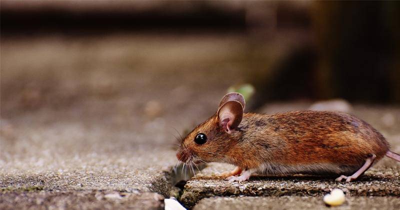 cara mengusir tikus tanpa membunuh