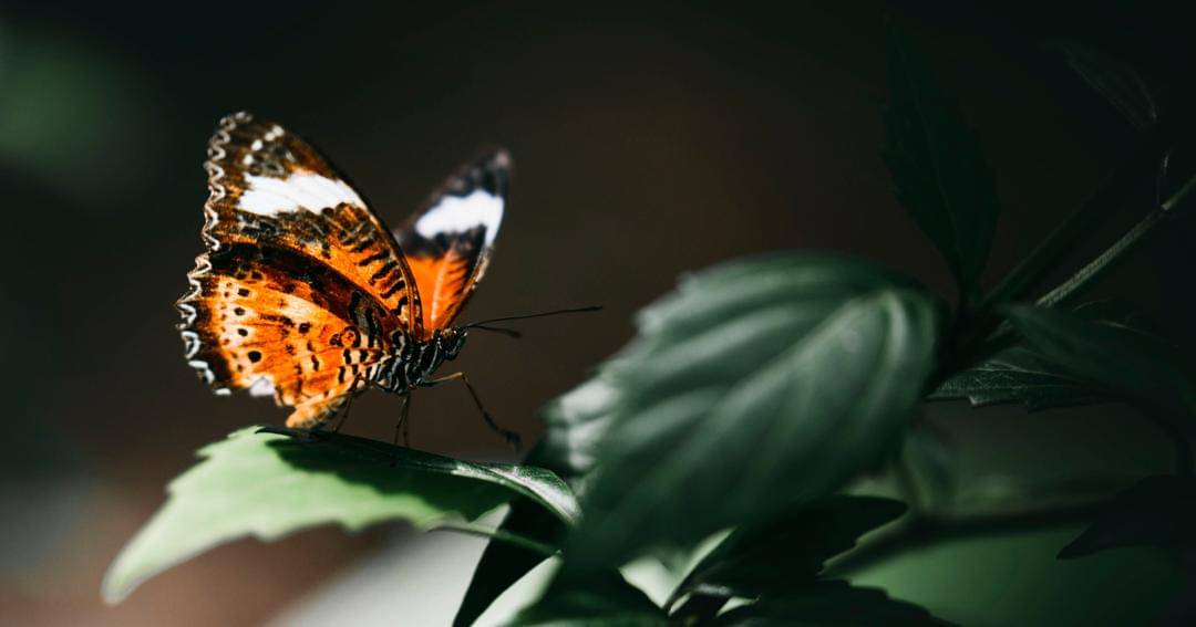 Freepik/rawpixel-com