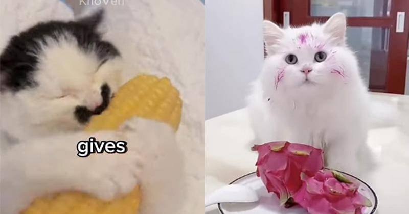 YouTube.com/KhoVEN/Funny cats